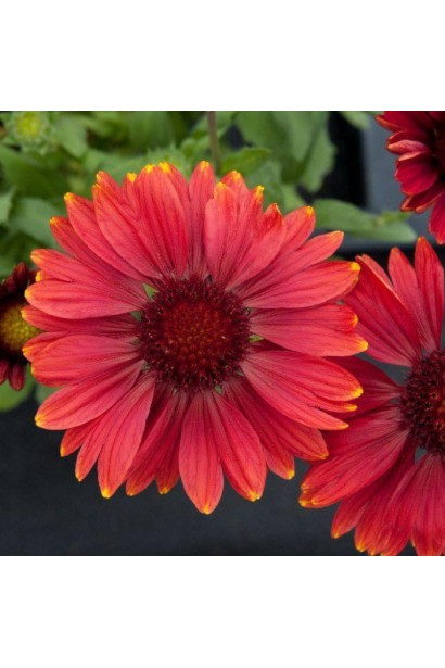 Gaillardia grandiflora ’Arizona Red Shades’